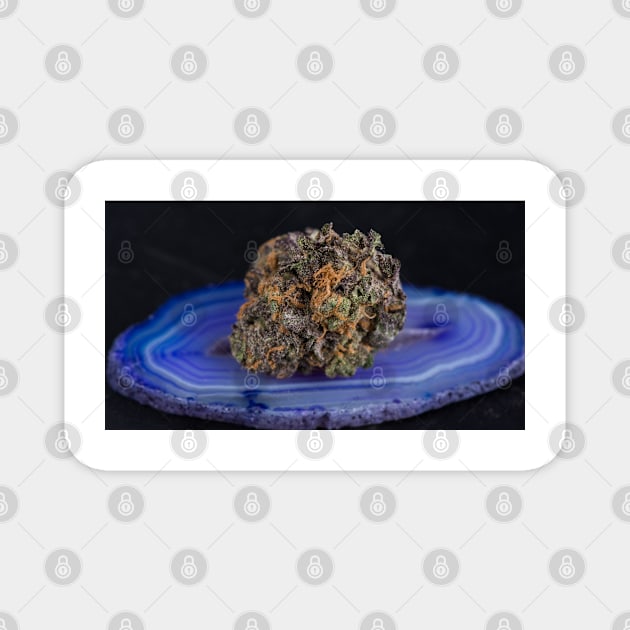 Granddaddy Purple Marijuana Bud Magnet by medicalmj