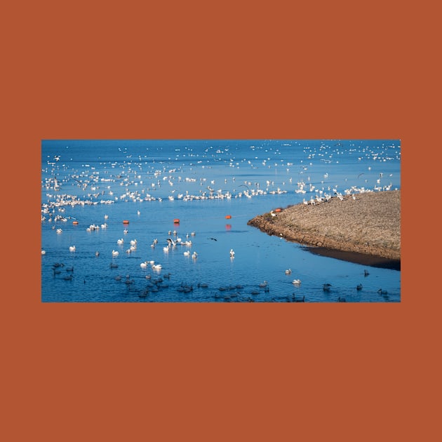 American White Pelican Migration by Debra Martz