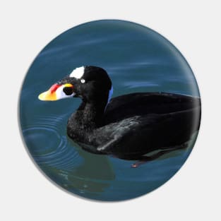 Surf Scoter Ducks at the Pier Pin