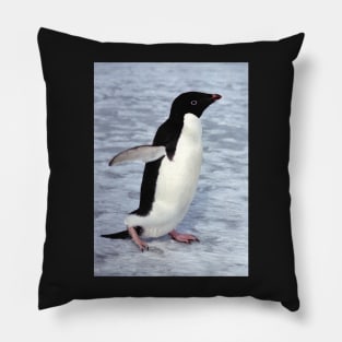 Adelie Penguin Walking on the Fast Ice Pillow