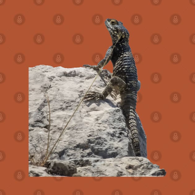 Lizard Sunbathing On A Rock Vector by taiche