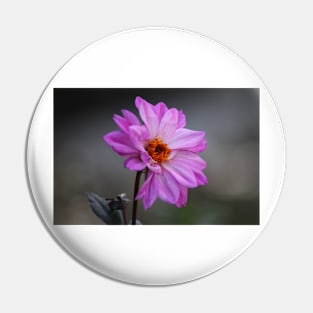 Purple Daisy Pin