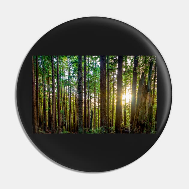 Sunshine Through a Redwood Forest Pin by JeffreySchwartz