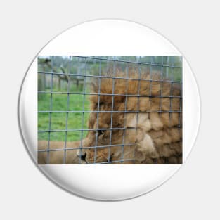 Majestic lion the king of jungle in enclosure zoo Pin