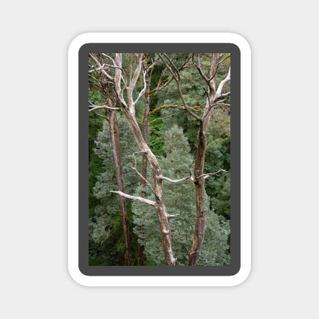 Bare tree trunks with blue, green conifer trees. Magnet by sma1050