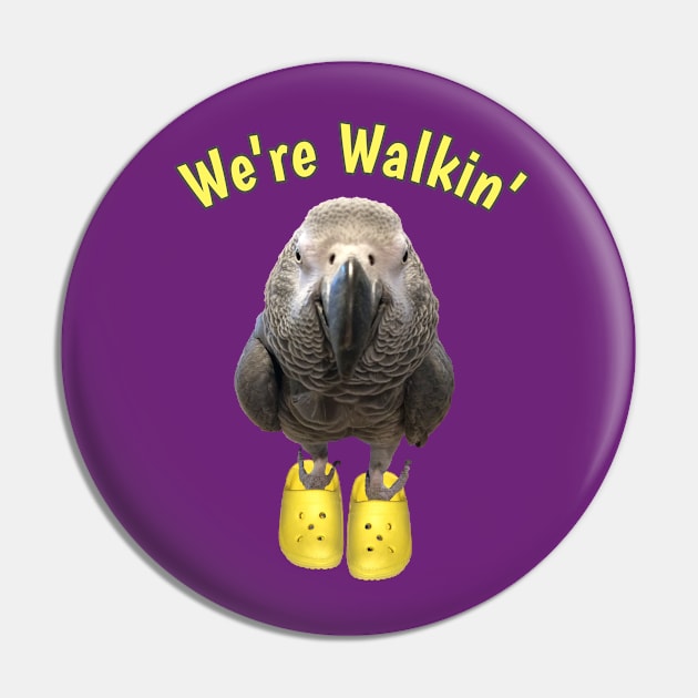 African Grey Parrot Walking Exercise Pin by Einstein Parrot