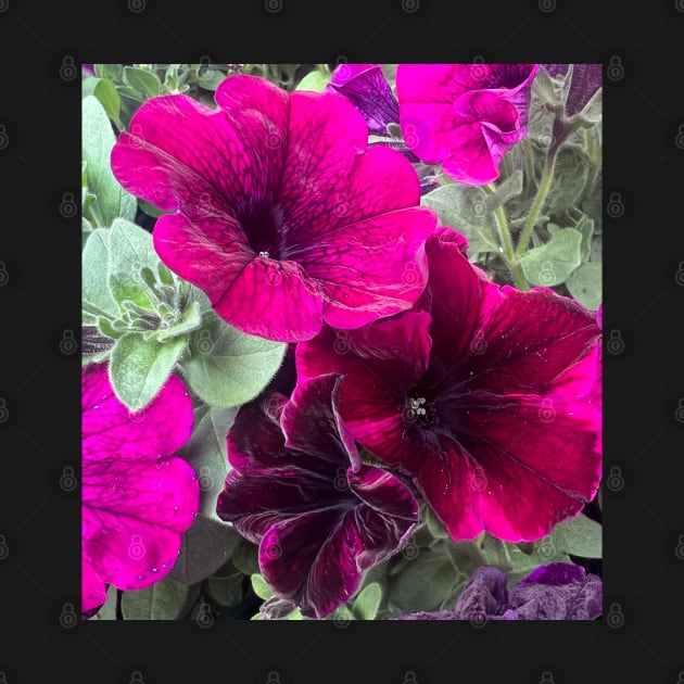 Magenta Petunia Summer Celebration of Deep Joy and Fun by Photomersion