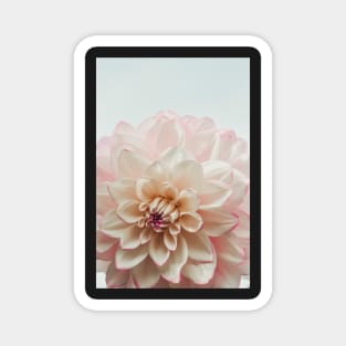 Intrepid x dahlia flower botanical photograph Magnet