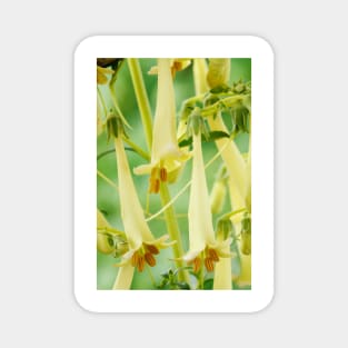 Phygelius × rectus  Somerford Funfair Yellow = 'Yapyel'  Somerford Funfair Series  Cape fuchsia Magnet