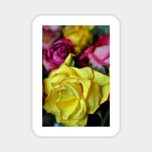 Yellow Pink And Red Rose's Summer Flowers Magnet