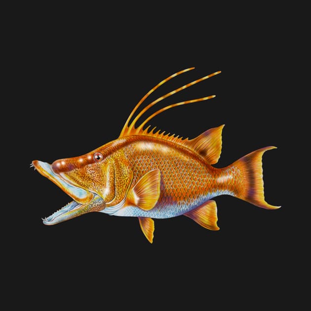 Hogfish by Tim Jeffs Art