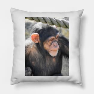 Chimpanzee Pillow