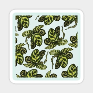 calathea plant pattern Magnet