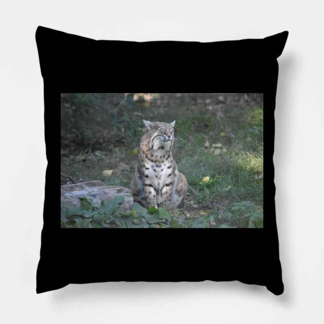 Bobcat Pillow by MarieDarcy