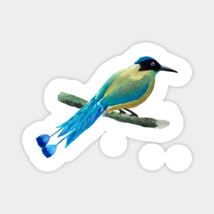 Blue Crowned Motmot Magnet