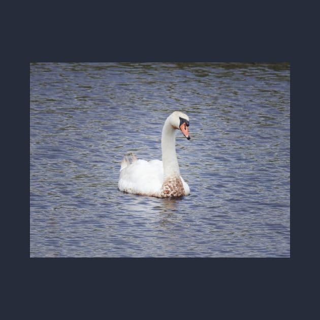 Mute Swan, Wild Birds, Wildlife Gifts by sandyo2ly