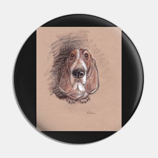 Lovable Basset Hound Looking For A Forever Home Pin