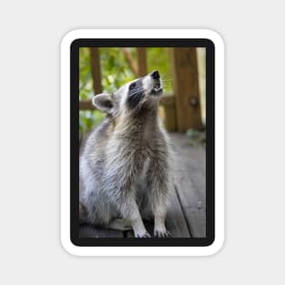 Charles Raccoon Print Magnet