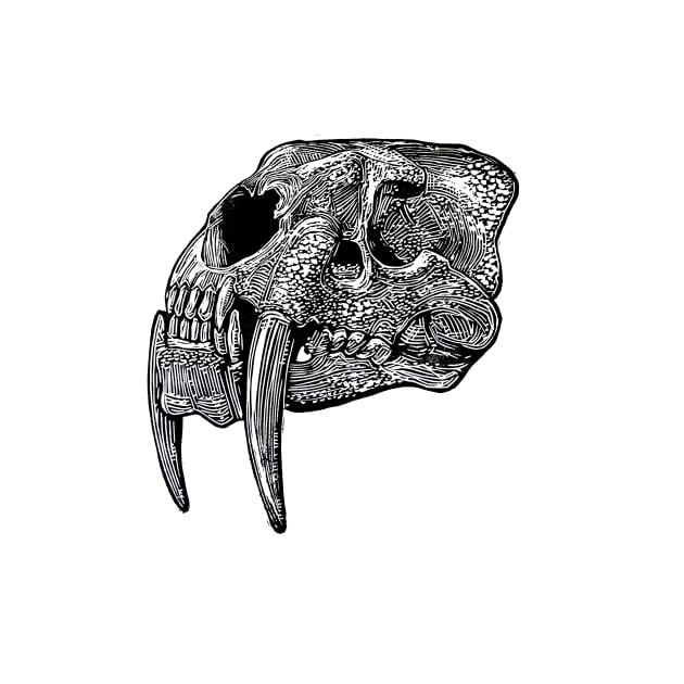 Smilodon skull by BlackGoldPress