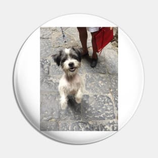 Dog in Naples Pin