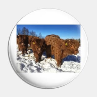 Scottish Highland Cattle Calves 1714 Pin