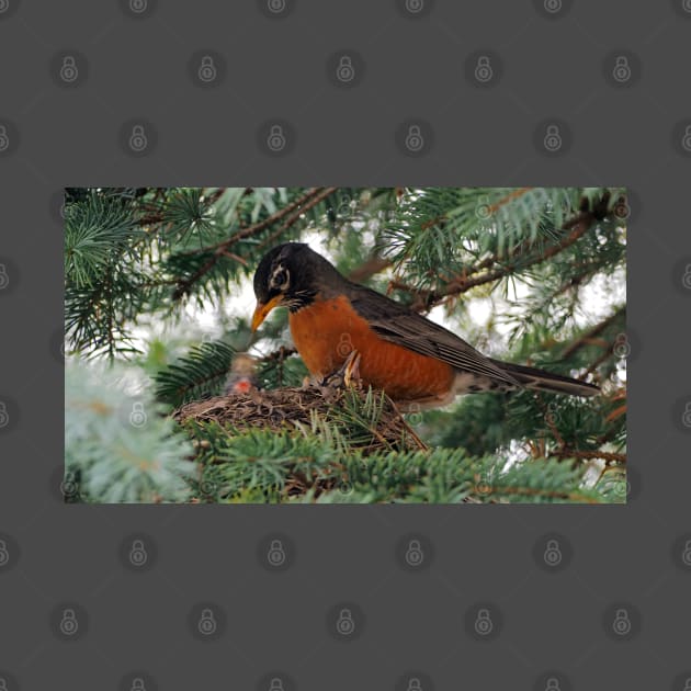 Momma American Robin In Her Nest by BackyardBirder