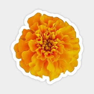 Orange Marigold Mothers Day Magnet