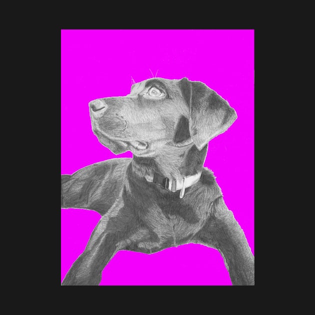 Black Labrador Retriever in Pink by DavidASmith