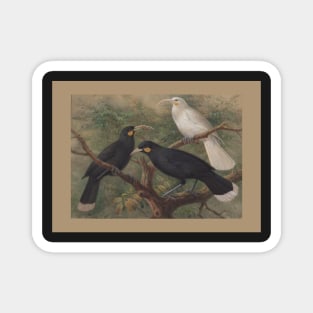 Three huia, by Johannes Keulemans Magnet