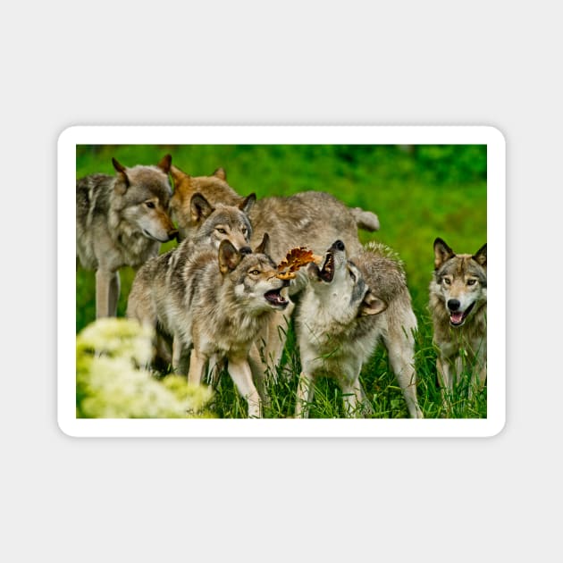 Timber Wolves Magnet by jaydee1400