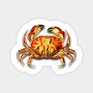 Crab drawing in vintage style Magnet