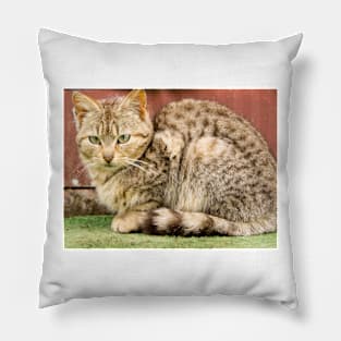 fli kitty Pillow