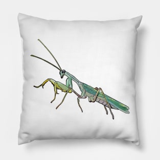 Sphodromantis lineola male Pillow