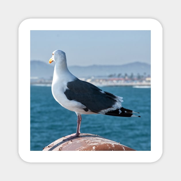Seagull At The End of The Pier Magnet by KirtTisdale