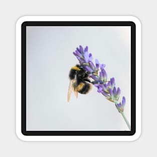 Bumble Bee on Lavendar Magnet