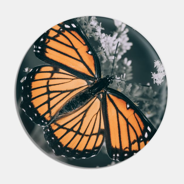 Dark Monarch Butterfly. Orange, Black and White Photograph Pin by love-fi