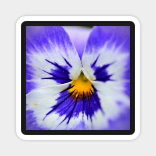 Pansy Magnet