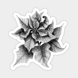 Black and white Poinsettia Magnet