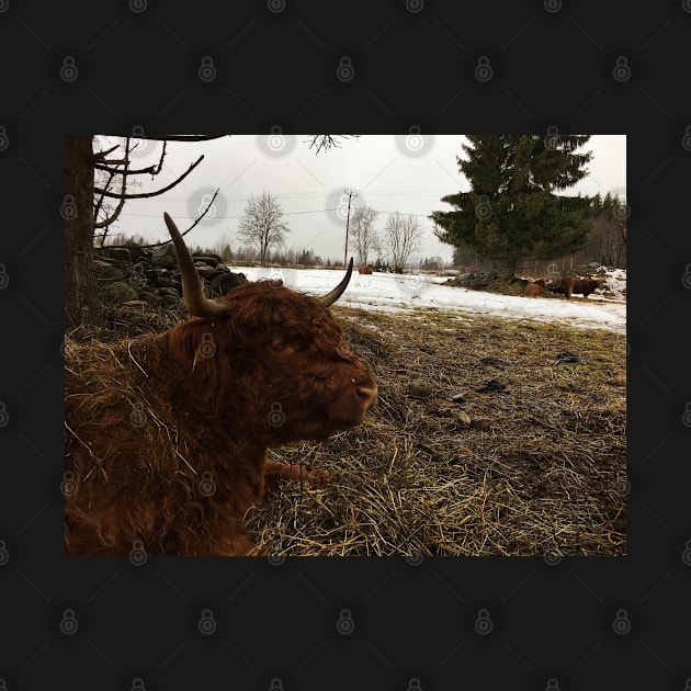 Scottish Highland Cattle Cow 2313 by SaarelaHighland