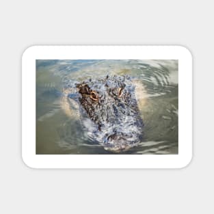 Alligator of Orlando Magnet