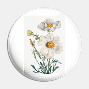 flowers painting, Matilija Poppy (Romneya coulteri) (1931) by Mary Vaux Walcott Pin