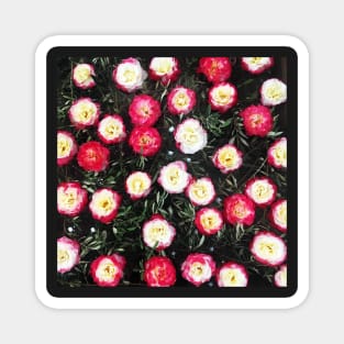 Vintage White And Pink Flowers & Leaves Background Magnet