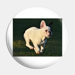 French bulldog Pin