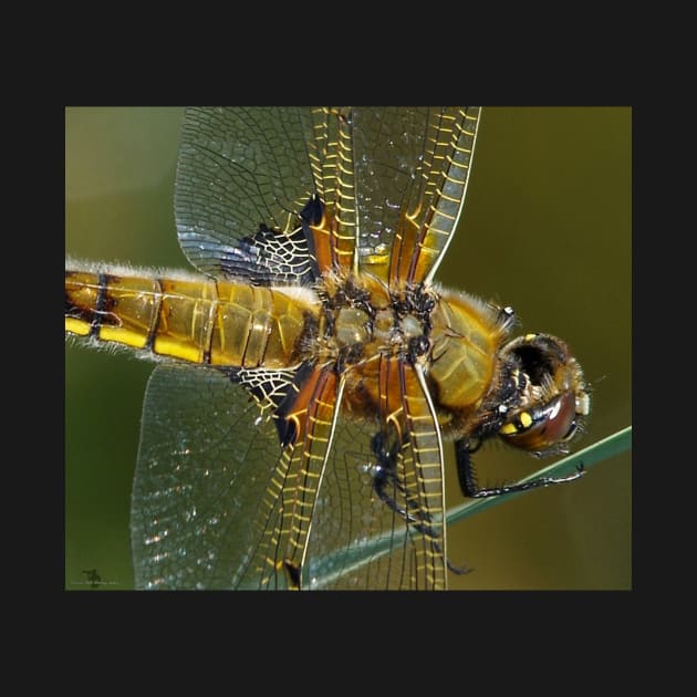 broad bodied chaser dragonfly by Simon-dell