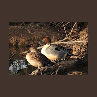 Northern pintail ducks, wildlife gifts, waterfowl T-Shirt