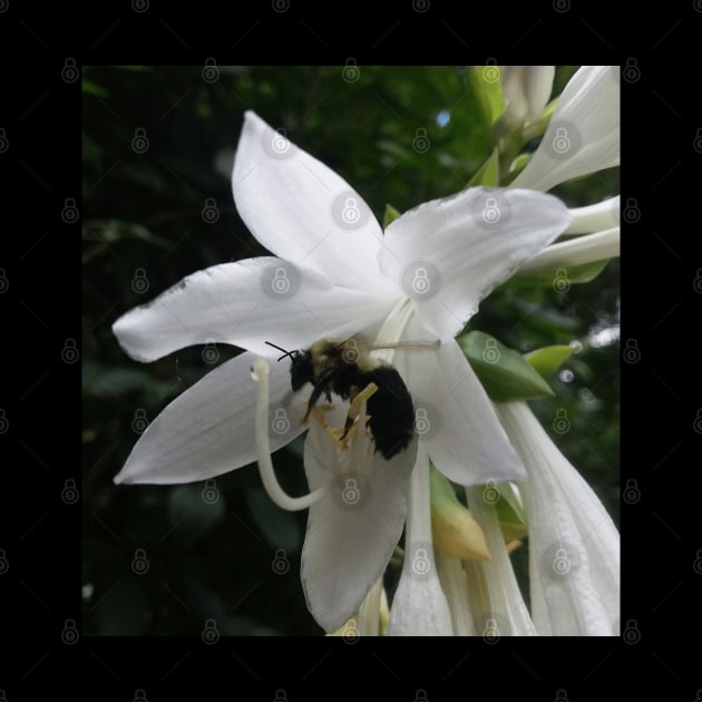 Bee in a Flower Photographic Design - Garden lover gift by Edwardtiptonart