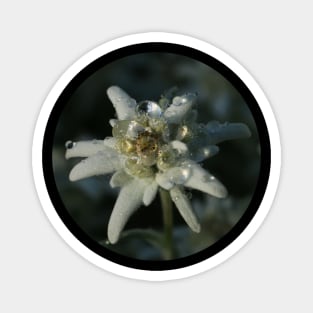 Edelweiss Magnet