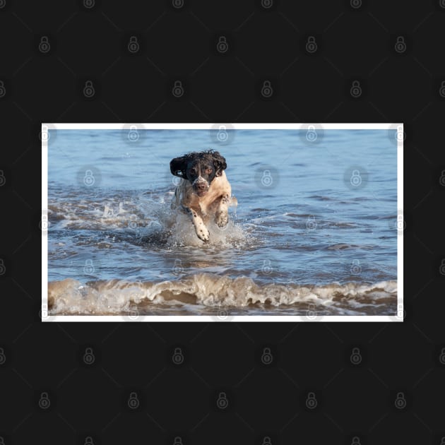 English springer spaniel by Robert john