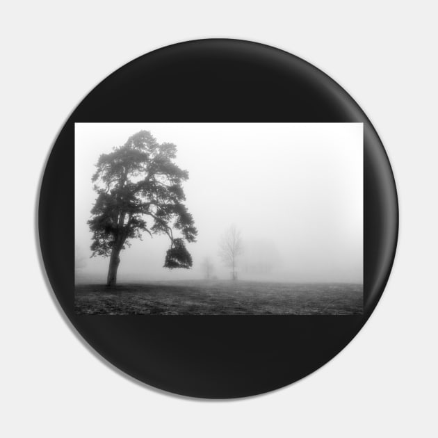 Scots Pine in fog Pin by heidiannemorris