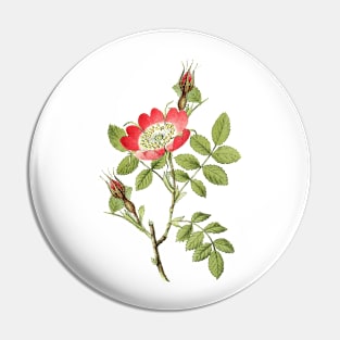 Wild Rose Flower Botanical Illustration Pin